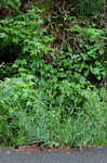 Balkan catchfly